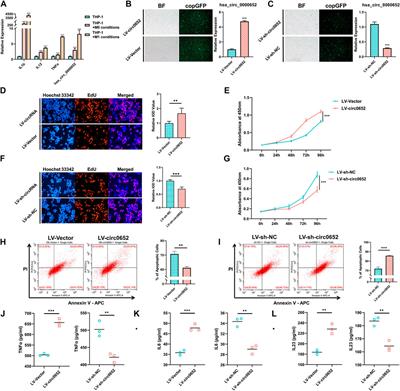 Hsa_circ_0000652 Aggravates Inflammation by Activation of Macrophages and Enhancement of OX40/OX40L Interaction in Ankylosing Spondylitis